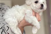$400 : Maltese Puppies For Sale thumbnail