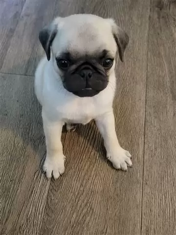 $500 : Puppys Pug image 10