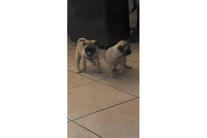 $450 : Puppies Pugs de Raza Pura image 4