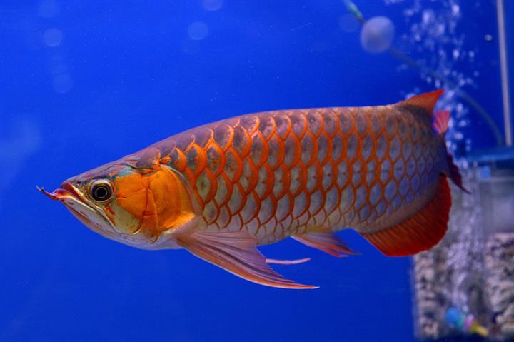 AROWANA ASIÁTICA EN VENTA image 1