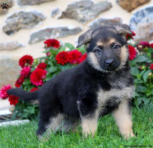 $290 : Quality German Shepherd puppie image 4