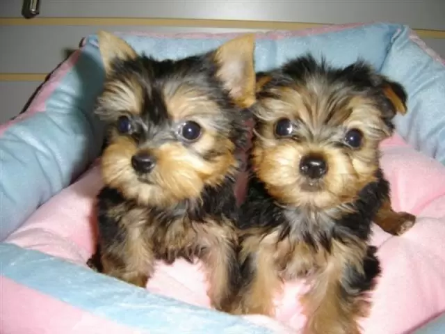 $500 : Yorkie de 11 semanas en busca image 1