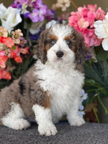 $190 : Toy Poodle Puppies  All vaccin image 1