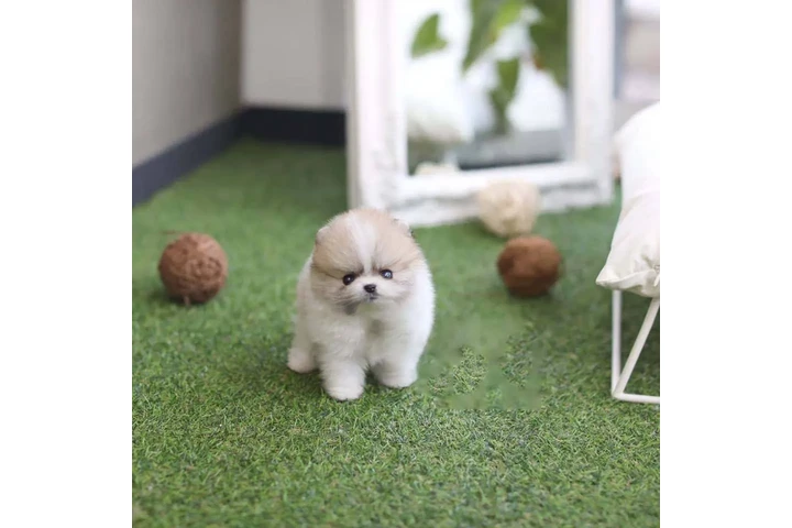 $350 : Cachorros Pomerania en venta image 3