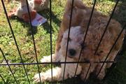 $550 : Toy Poodle Puppies For Sale thumbnail