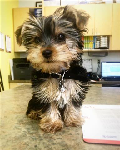 $500 : mixed breed yorkie puppy image 4