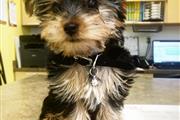 $500 : mixed breed yorkie puppy thumbnail