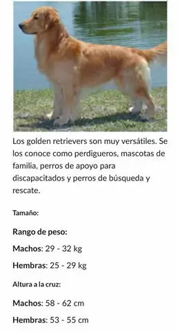 AKC Golden Retriever image 6