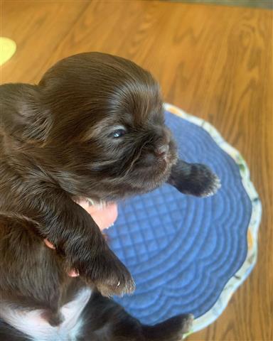 $350 : Shih tzu taza de té image 4