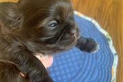 $350 : Shih tzu taza de té thumbnail