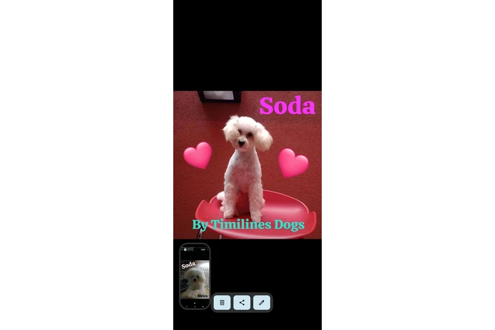 $25000 : Timilines AdiestramientoCanino image 3