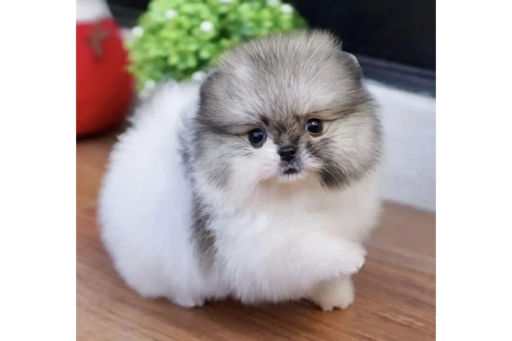 $300 : Pomeranian puppies image 4