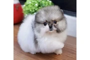 $300 : Pomeranian puppies thumbnail