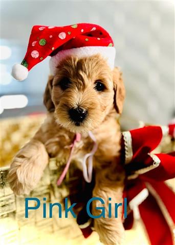 $2300 : Mini Goldendoodle Puppies image 5