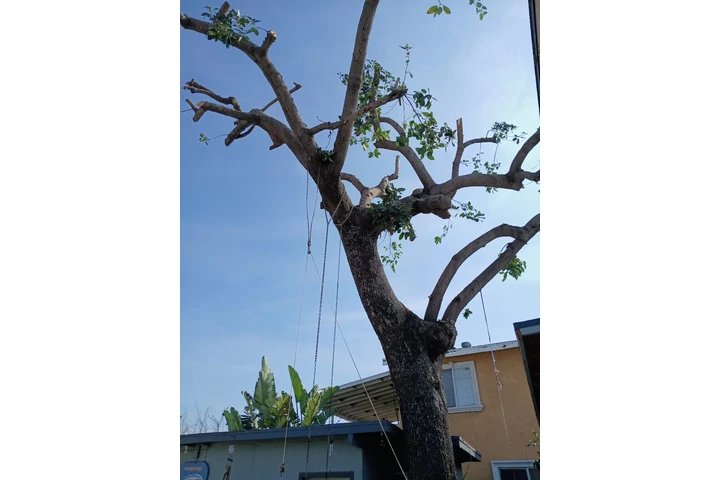 🌳 Tree Service Today! image 7