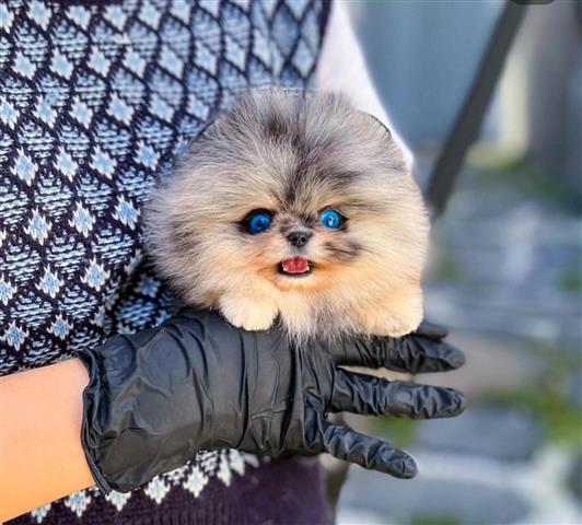 $300 : Pomeranian teacup puppies image 2
