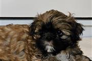 Shih tzu Puppies For Sale en Modesto