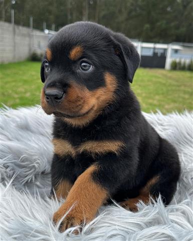 $350 : Rottweiler AKC image 3