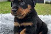 $350 : Rottweiler AKC thumbnail