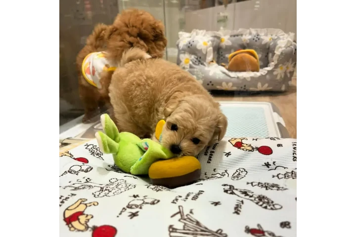 $350 : cachorros Maltipoo image 6
