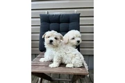 $2500 : Beautiful Havachon Puppies thumbnail