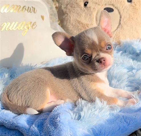 $250 : Chihuahua puppies for sale image 5