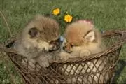 $500 : Lindos Cachorros de Pomerania thumbnail