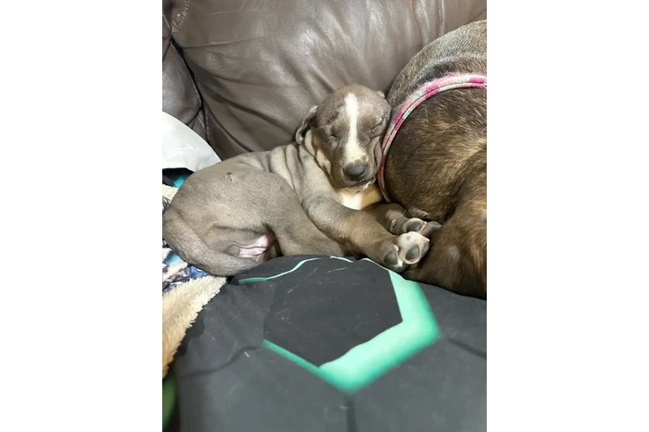 $1800 : Purebred Catahoula - FM image 4