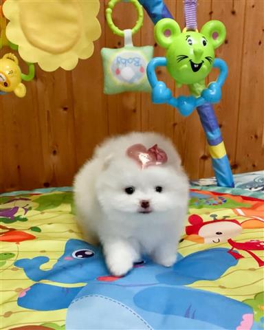 $500 : Teacup Pomeranian puppies image 1