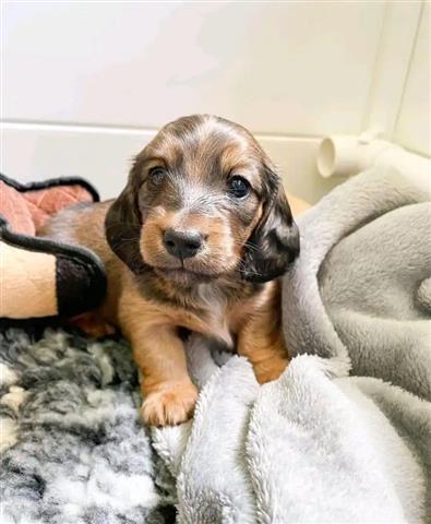 $500 : Miniature dachshund puppies av image 2
