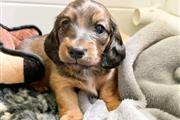 $500 : Miniature dachshund puppies av thumbnail