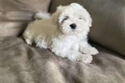 $160 : New Born Pure Maltese Puppies thumbnail