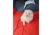 VENDO PERRITA POMERANIA thumbnail