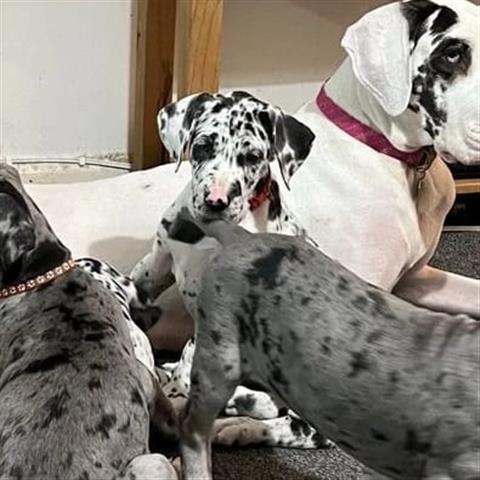 $1 : Great Dane puppies for adoptio image 2