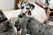 $1 : Great Dane puppies for adoptio thumbnail