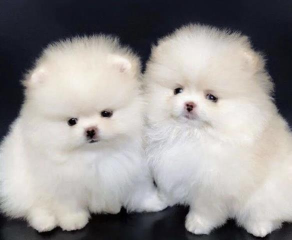 $500 : Lindos cachorros de pomerania image 1