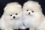 Lindos cachorros de pomerania en Fort Worth