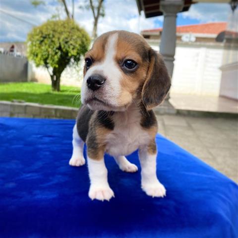 $350 : Beagle image 3