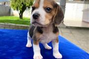 $350 : Beagle thumbnail