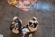 $500 : Nice Shih Tzu puppies availabl thumbnail