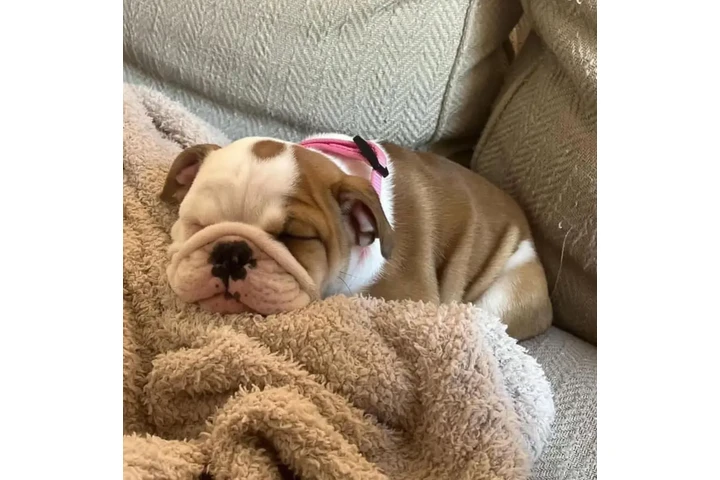 $350 : Cachorros Bulldog Inglés image 3