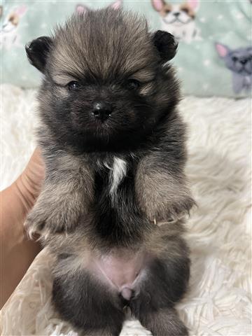 $1500 : Pomeranian image 4