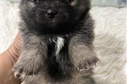 $1500 : Pomeranian thumbnail