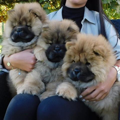 $600 : hermosos cachorros chow chow1 image 1