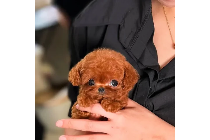 $350 : cachorros mini taza de té image 1