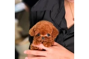 cachorros mini taza de té