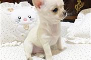 $400 : Chihuahua puppies thumbnail