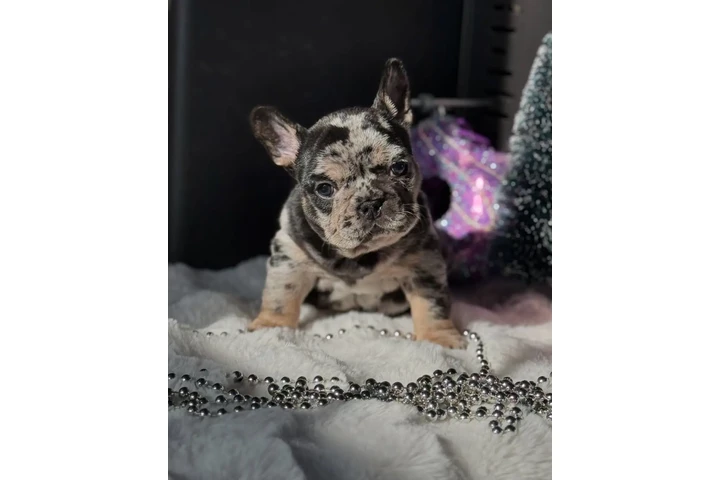 $34 : Cocker Spaniel image 1