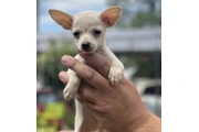 $350 : Chihuahuas Available thumbnail