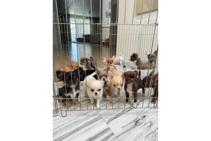 $300 : Teacup Chihuahua puppies image 10